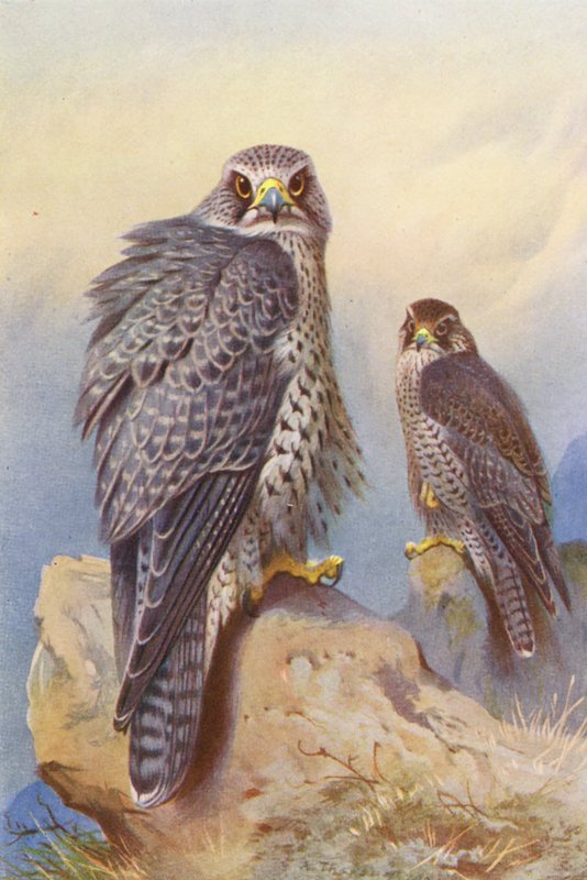 Islandský sokol, Gyr Falcon (barevná litografie) od Archibald Thorburn