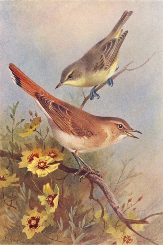 Icterine Warbler, Rufous Warbler (barevná litografie) od Archibald Thorburn