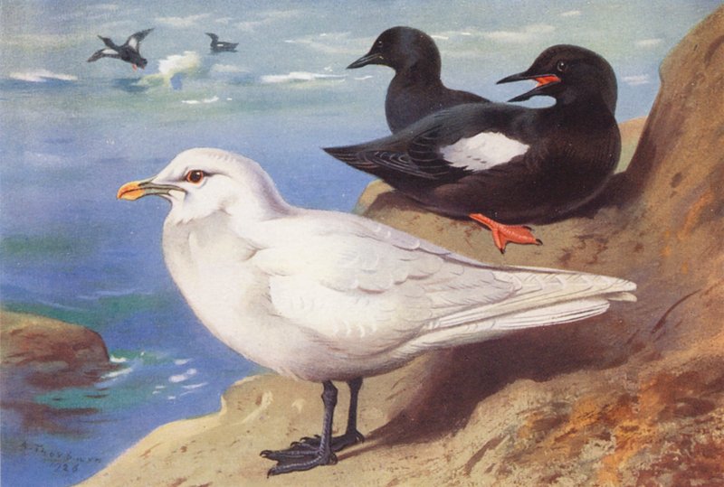 Racek slonovinový, racek chechtavý (léto) (barevná litografie) od Archibald Thorburn