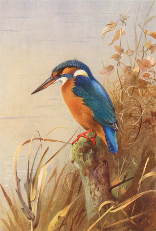 Kingfisher (barevná litografie) od Archibald Thorburn