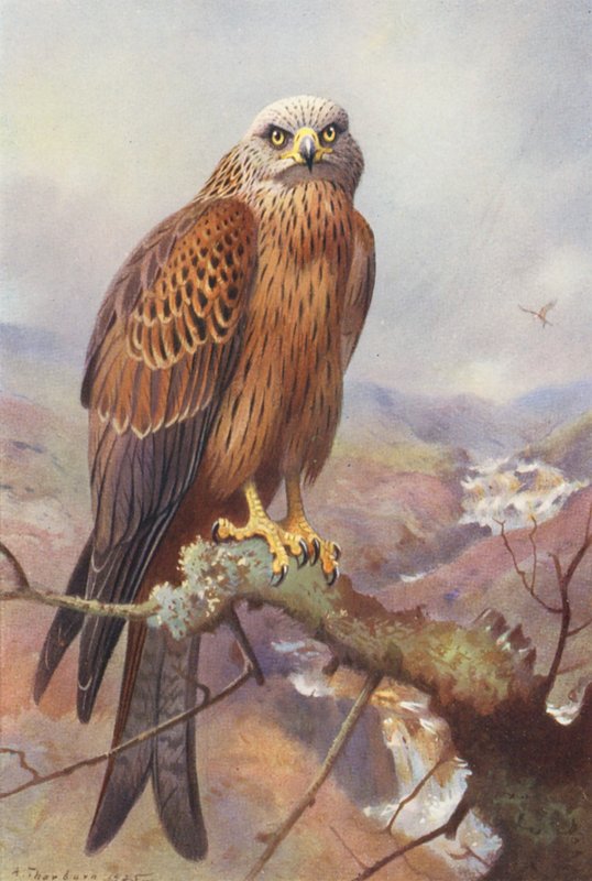Drak (barevná litografie) od Archibald Thorburn
