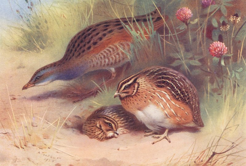 Křepelka polní, křepelka (samec a samice) (barevná litografie) od Archibald Thorburn