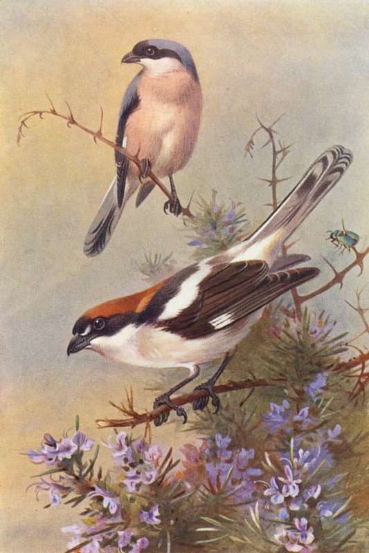 střízlík obecný, čížek lesní (barevná litografie) od Archibald Thorburn