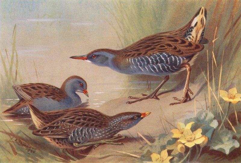 Břehule říční, břehule skvrnitá, vodní břehule (barevná litografie) od Archibald Thorburn