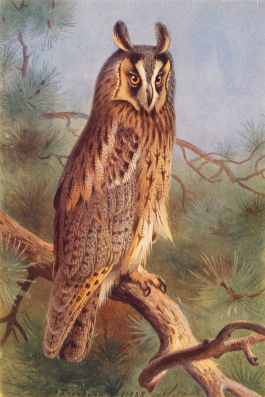 Sova ušatá (barevná litografie) od Archibald Thorburn