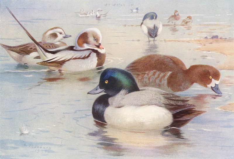 Kachna dlouhoocasá (samec a samice), kachna divoká (samec a samice) (barevná litografie) od Archibald Thorburn