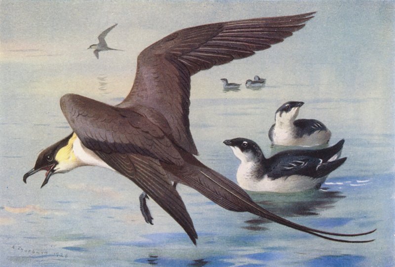 Skua dlouhoocasá, Auk malý (zima) (barevná litografie) od Archibald Thorburn