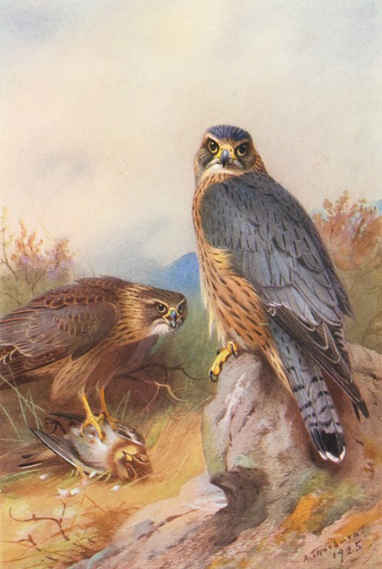 Merlin (barevná litografie) od Archibald Thorburn