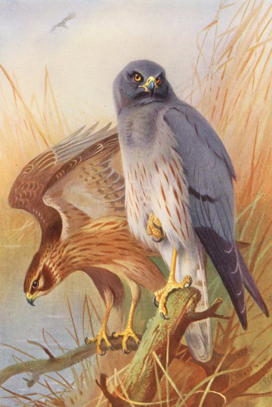 Harrier Montagu (samec a samice) (barevná litografie) od Archibald Thorburn