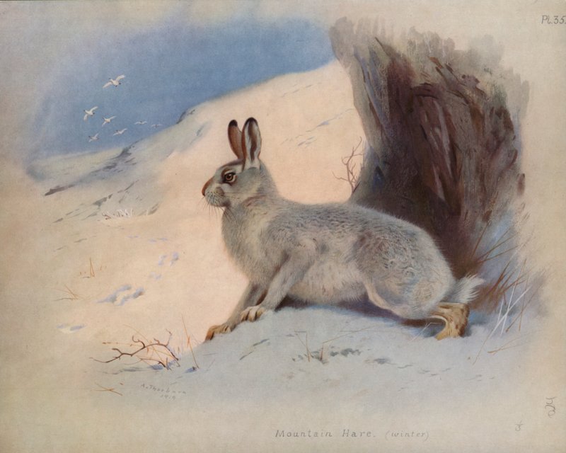 Zajíc horský (zima) od Archibald Thorburn