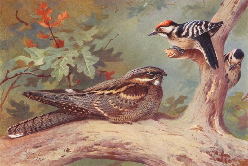 Slavík obecný, datel malý (samec a samice) (barevná litografie) od Archibald Thorburn