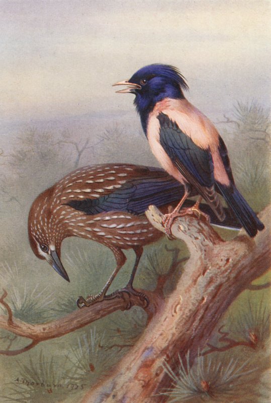 Louskáček, Růžový špaček (barevná litografie) od Archibald Thorburn