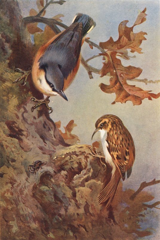 Pěnice vlašská, jeřáb popelavý (barevná litografie) od Archibald Thorburn