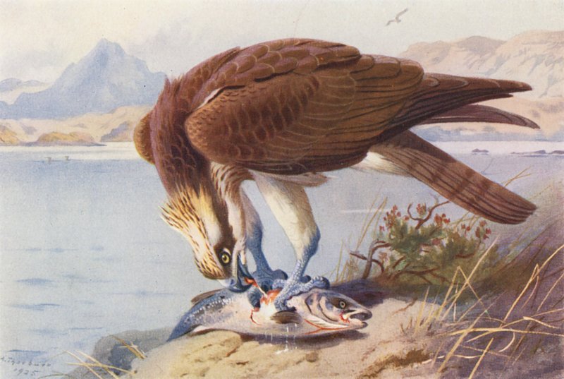 Osprey (barevná litografie) od Archibald Thorburn