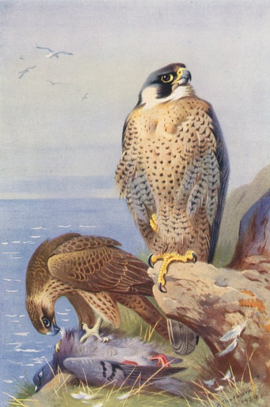 Sokol stěhovavý (barevná litografie) od Archibald Thorburn