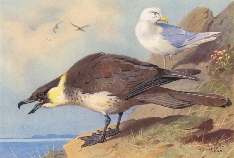 Pomatorhine Skua, Islandský racek (barevná litografie) od Archibald Thorburn