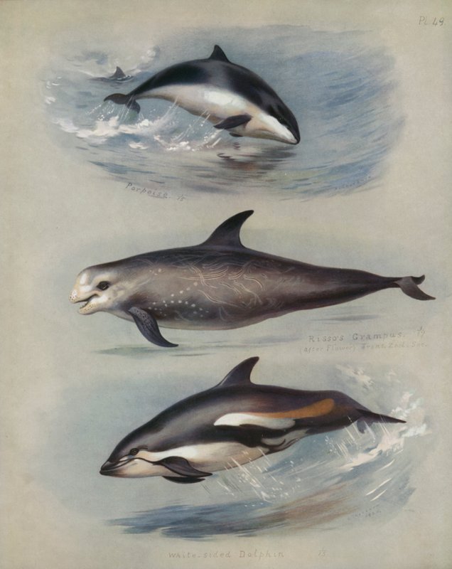 Sviňucha, Rissos Grampus, Delfín bělostraný od Archibald Thorburn