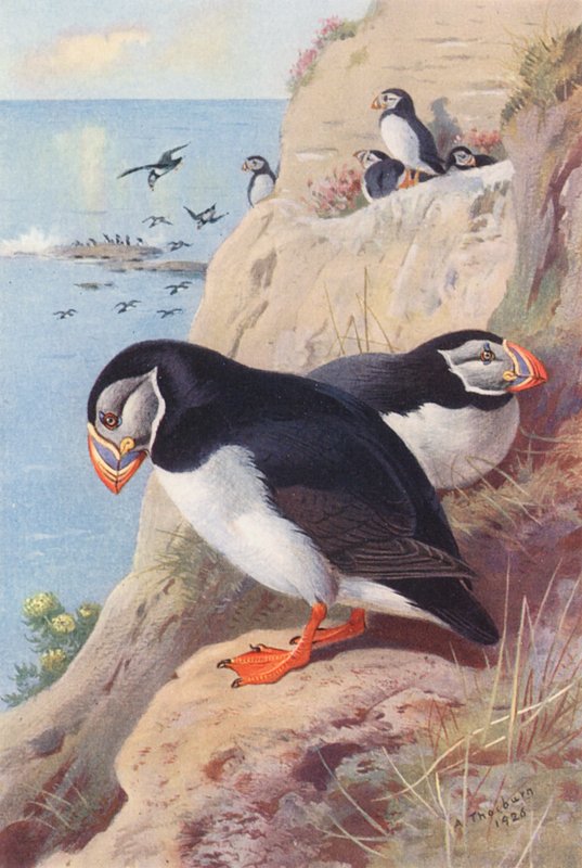 Puffin (barevná litografie) od Archibald Thorburn