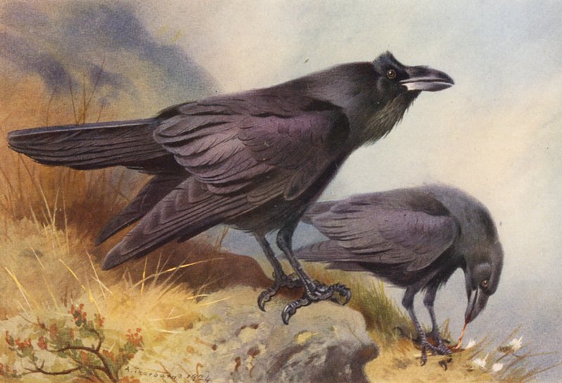 Raven (barevná litografie) od Archibald Thorburn