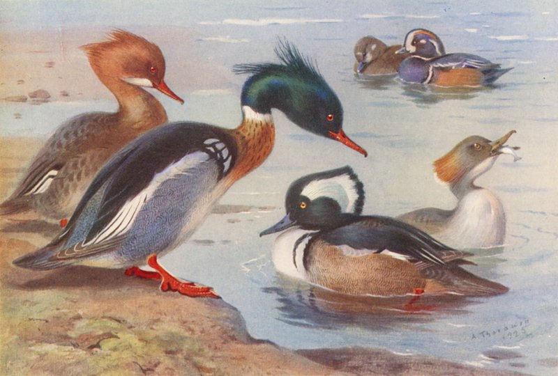 Kachna červenozobá (samec a samice), kachna harlekýn (samec a samice), kachna polák chocholačka (samec a samice) (barevná litografie) od Archibald Thorburn