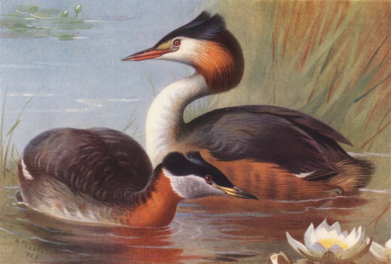 Chřástal rudokrký, chřástal velký (barevná litografie) od Archibald Thorburn