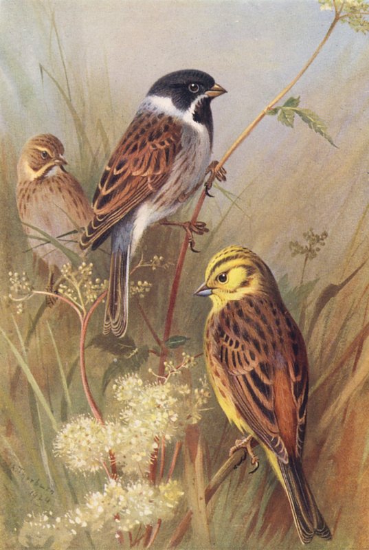 Reed-Bunting (samec a samice), Yellow Bunting nebo Yellow Hammer (barevná litografie) od Archibald Thorburn