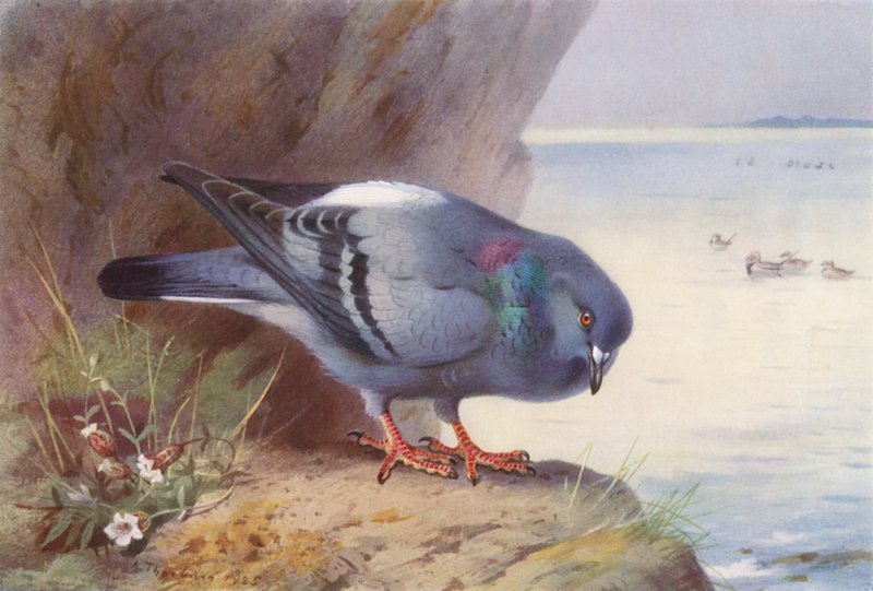 Rock-Dove (barevná litografie) od Archibald Thorburn