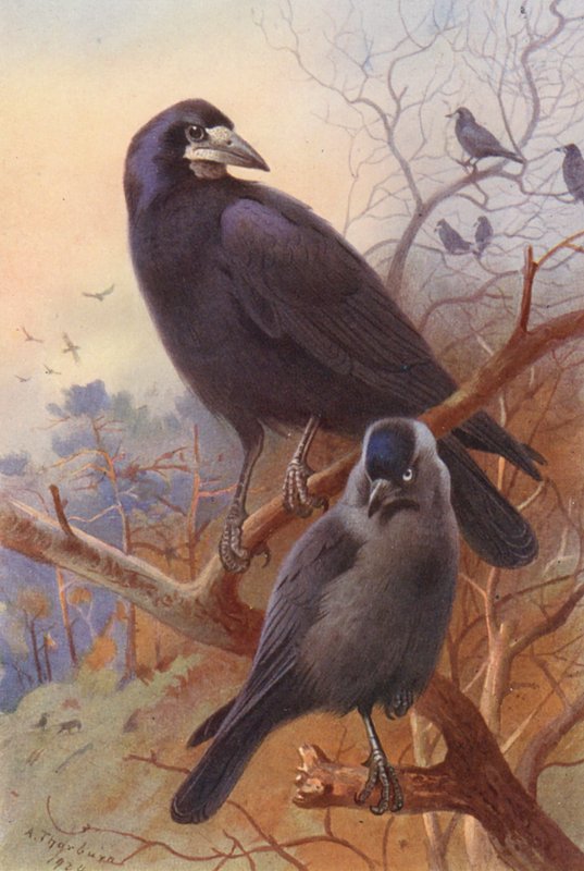 Havran, kavka (barevná litografie) od Archibald Thorburn