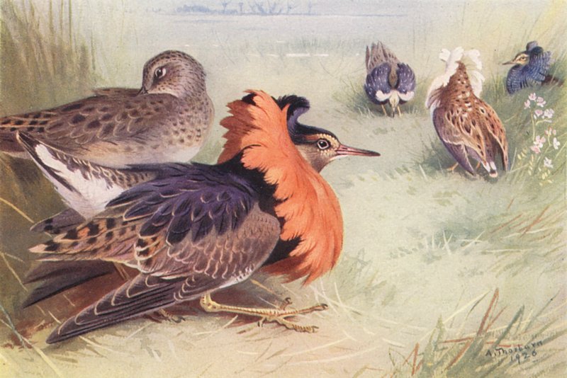 Ruff (čtyři typy samců a samice) (barevná litografie) od Archibald Thorburn