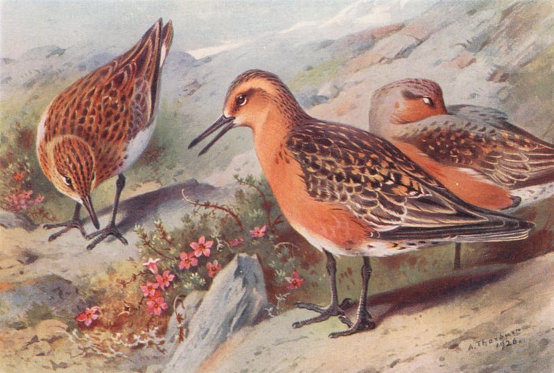 Sanderling (letní), Knot (letní) (barevná litografie) od Archibald Thorburn
