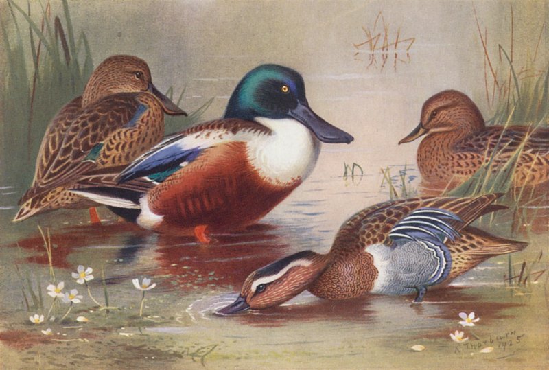 lopatka obecná (samec a samice), rákosník obecný (samec a samice) (barevná litografie) od Archibald Thorburn