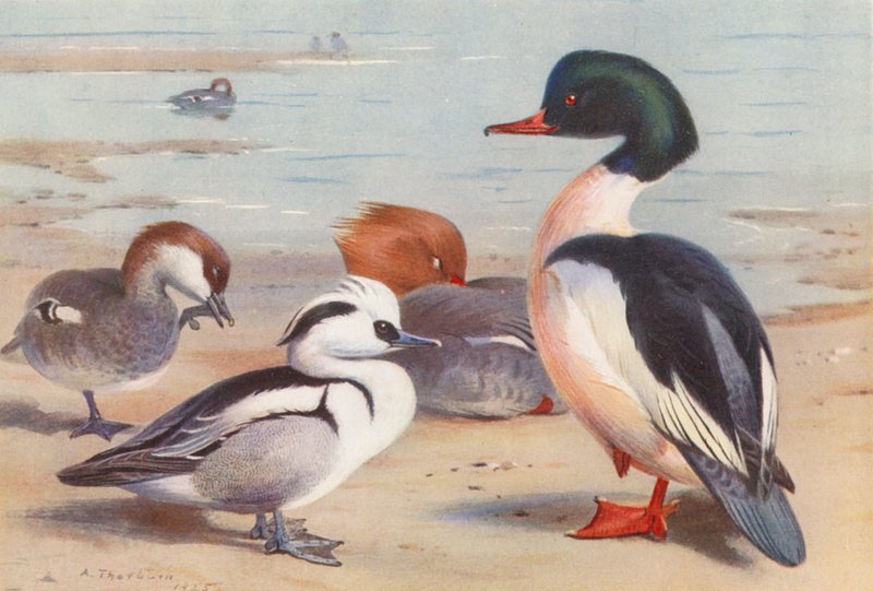 Smew (samec a samice), Goosander (samec a samice) (barevná litografie) od Archibald Thorburn