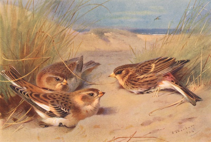 Snow-Bunting (zimní), Twite (barevná litografie) od Archibald Thorburn