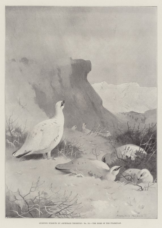 Sportovní předměty, domov Ptarmiganů od Archibald Thorburn
