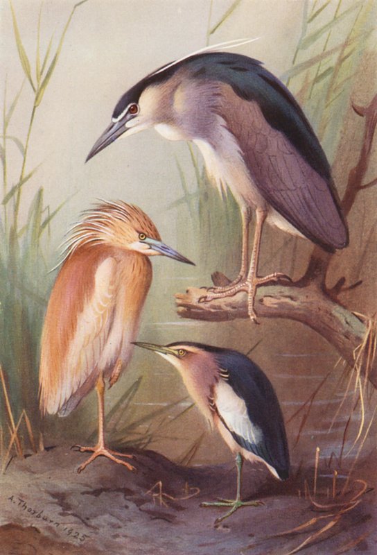 Volavka popelavá, volavka noční, bukáček malý (barevná litografie) od Archibald Thorburn