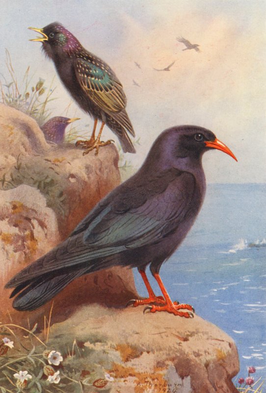 Špaček, čížek (barevná litografie) od Archibald Thorburn
