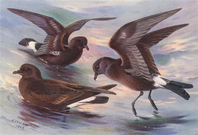 Bouřňák, vidlorohý Leachův, buřňák Wilsonův (barevná litografie) od Archibald Thorburn