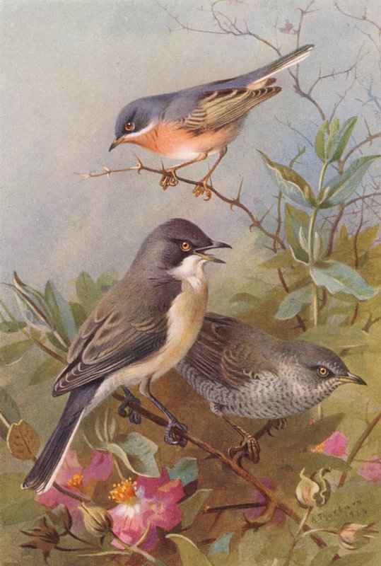Pěnice podhorní, pěnice Orpheova, pěnice černohlavá (barevná litografie) od Archibald Thorburn
