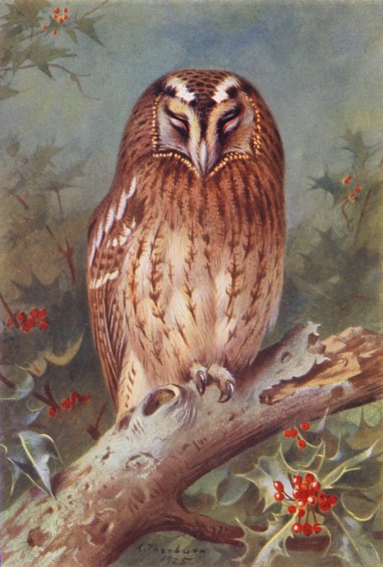 Sova pálená (barevná litografie) od Archibald Thorburn
