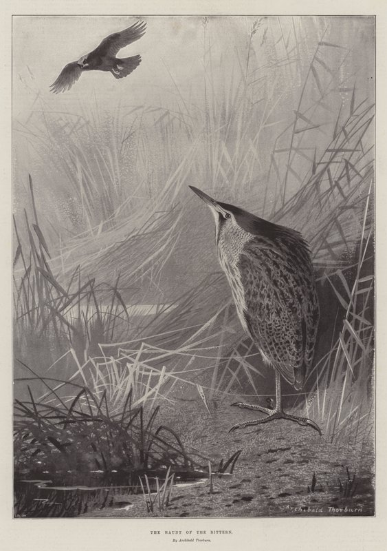 Haunt of the Bittern od Archibald Thorburn