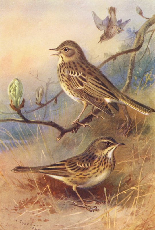 Stromová dřípatka, luční dřípatka (barevná litografie) od Archibald Thorburn