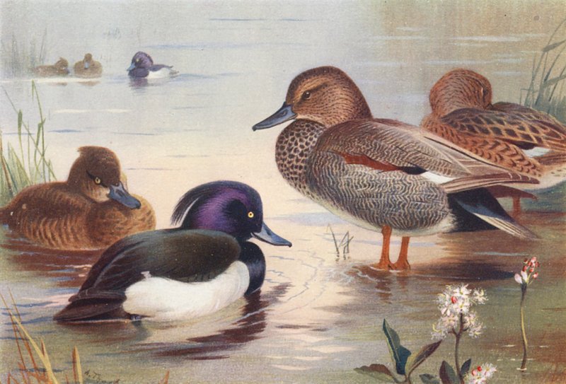 Kachna tufted Duck (samec a samice), Gadwall (samec a samice) (barevná litografie) od Archibald Thorburn