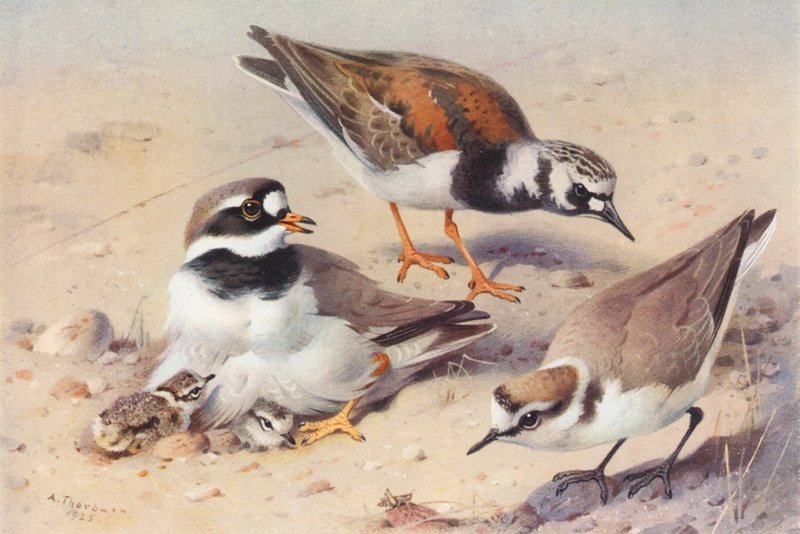 roháč obecný (letní), roháč obecný, roháč obecný (barevná litografie) od Archibald Thorburn