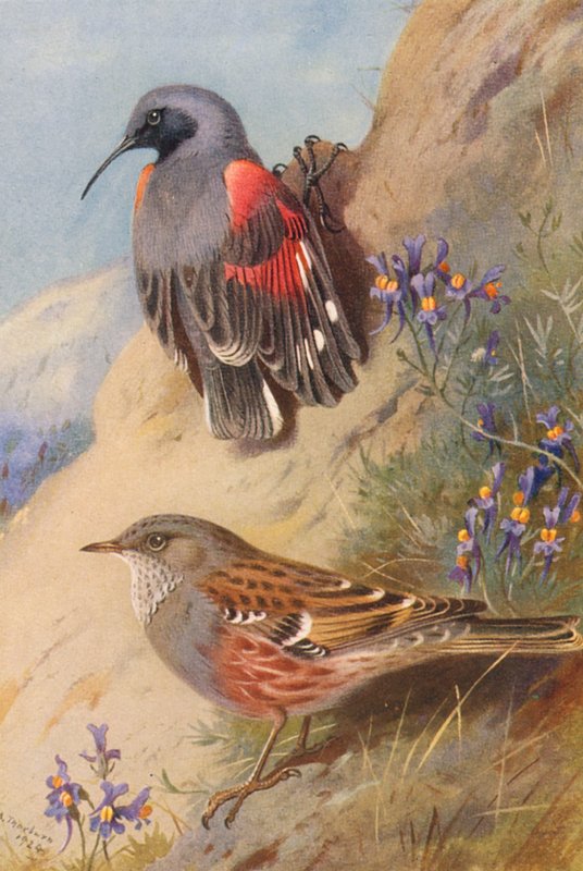 Nástěnný plášť, Alpine Accentor (barevná litografie) od Archibald Thorburn
