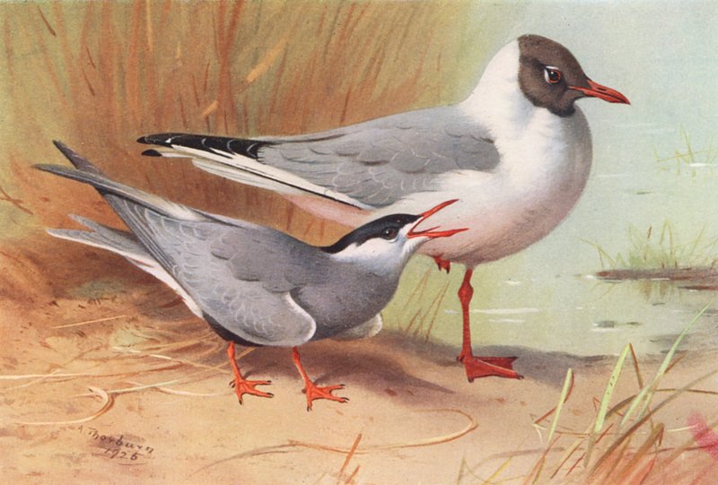 Rybák vousatý, racek černohlavý (léto) (barevná litografie) od Archibald Thorburn