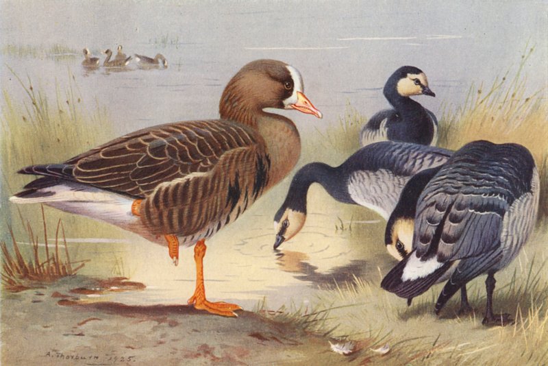 Husa běločelá, husa berneška (barevná litografie) od Archibald Thorburn