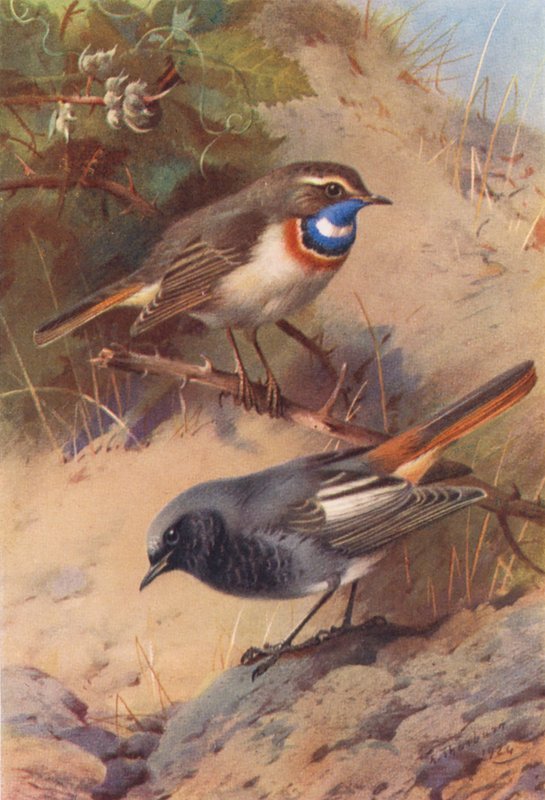 modrásek bělopásý, červenka obecná (barevná litografie) od Archibald Thorburn