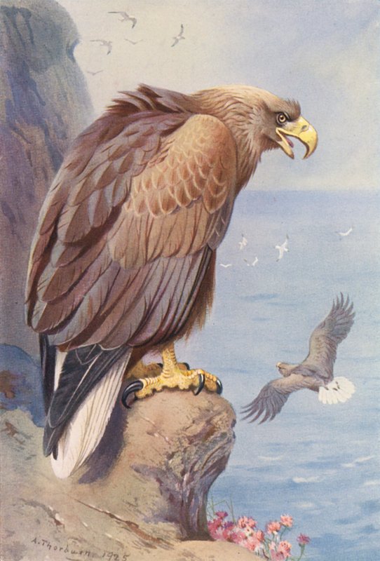 Orel bělohlavý (barevná litografie) od Archibald Thorburn