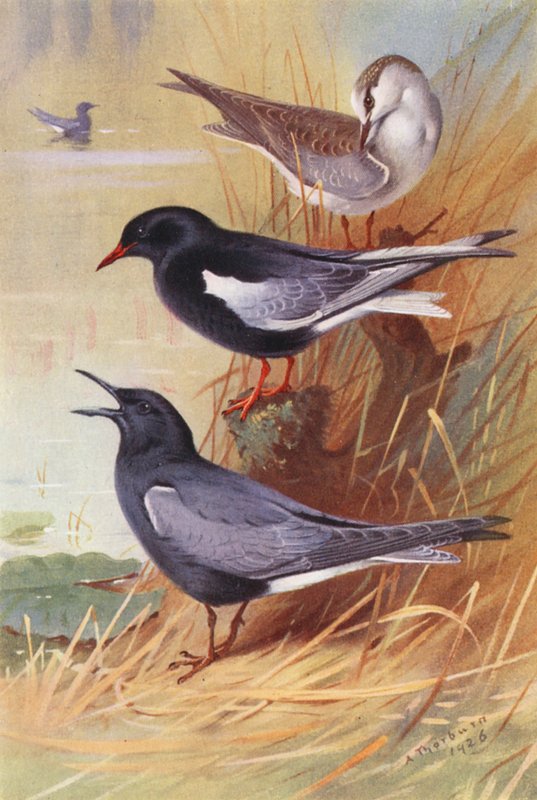 rybák bělokřídlý (dospělý a mládě), rybák černý (barevná litografie) od Archibald Thorburn