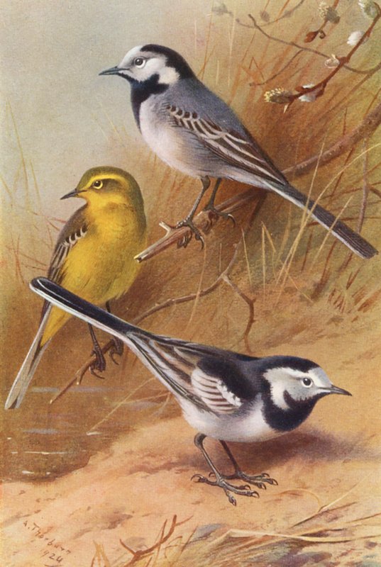 Okáč bílý, Okáč žlutý, Okáč tmavý (barevná litografie) od Archibald Thorburn